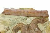 Dinosaur (Edmontosaurus) Bones in Sandstone - Wyoming #264614-1